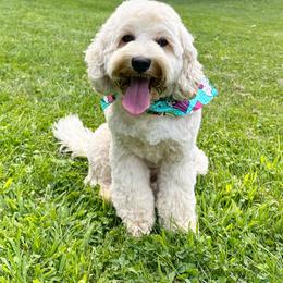 Winnie - Australian Labradoodle