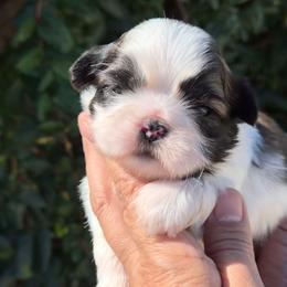 Girl 2 - Liver and white female Shih Tzu puppy in El Paso, Texas from Paws Of Beauty