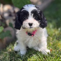 Katie HALF PRICE DELIVERY WITH DELUX TRAVEL KENNEL - Black and white female Cavapoo puppy in Draper, Utah from Peaks Pups & Cavachon Love Chocolate Cavaliers, Cavaliers, Cavachon’s, Cavapoos & Havanese