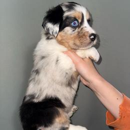 Cerberus - Blue merle male Australian Shepherd puppy in Weeki Wachee, Florida from Ace of Spades Australian Shepherds