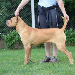 Minerva - Cane Corso