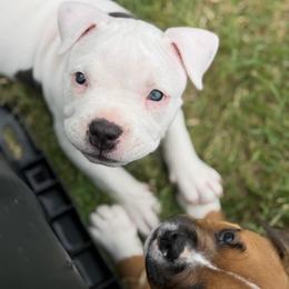 Rain - Blue tri-color female American Bully puppy in Princeton, Texas from District 12 Kennels