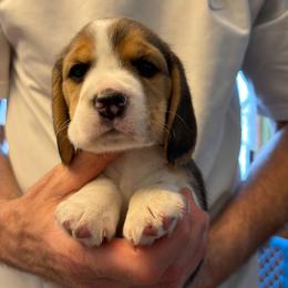 Aqua - Black tan and white male Beagle puppy in Rockwell, North Carolina from Knockhill Beagles