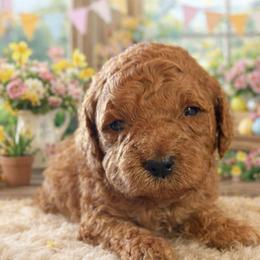 Boy 1 - Red  male Goldendoodle puppy in Inman, South Carolina from Mossy Doodles LLC