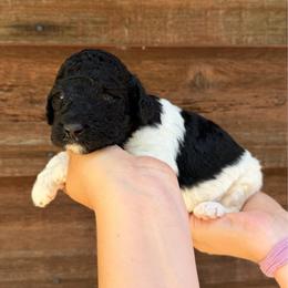 Macie - Parti female Poodle puppy in Roseville, California from Aura & Luxe Poodles