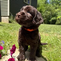 Boy 4 - male Australian Labradoodle puppy in Otis, Massachusetts from Tango Wool Labradoodles