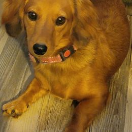 Ellie Mae - Dachshund