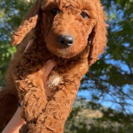 Assorted Doodle Crosses, Goldendoodle, Labradoodle, and Poodle Puppies from Ruff Country Doodles