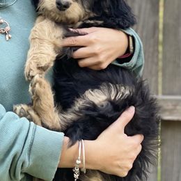 Stella - Tri-color Bernedoodle puppy in North Carolina from Morteo Bernadoodles