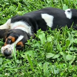 Prismari - Black brown and white female Basset Hound puppy in West Chester, Ohio from Bed-N-Bassets