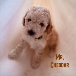 Mr. Cheddar - Apricot male Goldendoodle puppy in Sacramento, California from Dandy Doodles Goldendoodles