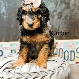 Cotton - Merle female Goldendoodle puppy in Pasco, Washington from Camp Doodle Woods