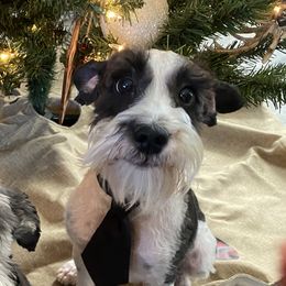 Moe Joe - Miniature Schnauzer