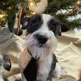 Moe Joe - Miniature Schnauzer