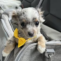 Chihuahua Puppies from Petite Pups LLC
