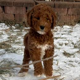 Macadamia - Red  female Goldendoodle puppy in De Pere, Wisconsin from Kinzor Kennels