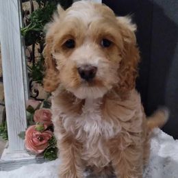 Daisy - Buff and white Cockapoo puppy in Mena, Arkansas from Ouachita River Cockapoos