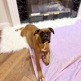 Zoey - Boxer