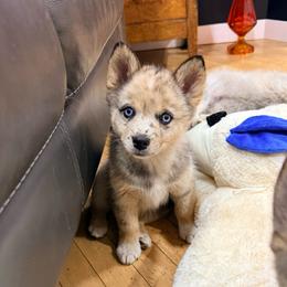 Freya - Merle female Pomsky puppy in Doon, Iowa from Luxury Pomsky