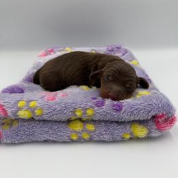Baby - Chocolate and tan male Dachshund puppy in Chandler, Arizona from KCK9 Dachshunds