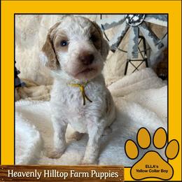 Ella's Yellow collar Boy - Parti male Poodle puppy in Charlo, Montana from Heavenly Hilltop Farm