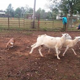 Australian Cattle Dog All Grown Up from Scrappington Kennels
