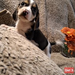 Girl 3 - Black tan and white female Beagle puppy in Laton, California from McMillan Family Kennels