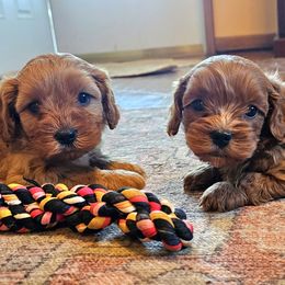 Cavapoo puppies from Puppyloversplace