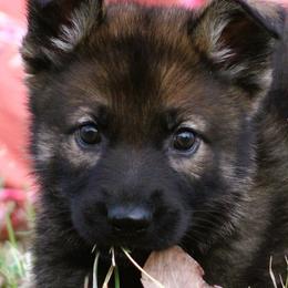 Lime Collar - Sable female German Shepherd puppy in Mansfield, Texas from Vom Anfang German Shepherds