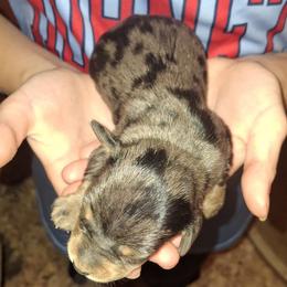 Boy 4 - Dapple male Dachshund puppy in Oakman, Alabama from MEL Puppies
