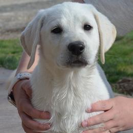 Nevada Idaho Juno - Yellow female Labrador Retriever puppy in Spring Creek, Nevada from Badland Kennel