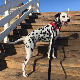 Dalmatian All Grown Up from Gateway Farm Dalmatians