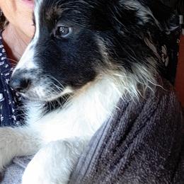 Border Collie Puppies from Pam's Border Collies