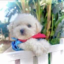Paul - White male Bichon Frise puppy in Upland, California from Prime Paradise Kennel