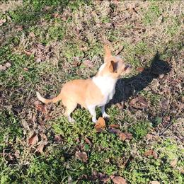 Margo - Chihuahua