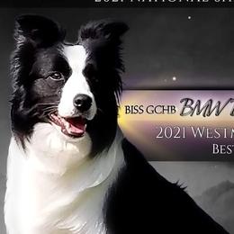Border Collies from BMW Border Collies