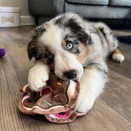 Australian Shepherd Puppies from Grand Ridge Australian Shepherds