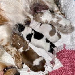 Dachshund Puppies from Alpine Meadow Dachshunds
