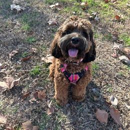 Assorted Doodle Crosses, Aussiedoodle, and Cockapoo Puppies from Phamily Doodles