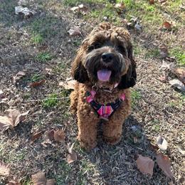 Assorted Doodle Crosses, Aussiedoodle, and Cockapoo Puppies from Phamily Doodles