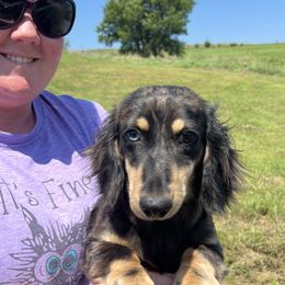 Leonard - Dapple male Dachshund puppy in Stuart, Iowa from Johnson Family Corgis and more