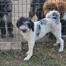 Fancy - Merle female Irish Doodle puppy in Bonifay, Florida from Heavenly Poodles