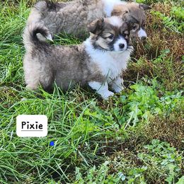 Pembroke Welsh Corgi puppies from Cardinal Corgis