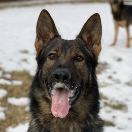Ludo - German Shepherd