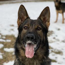 Ludo - German Shepherd