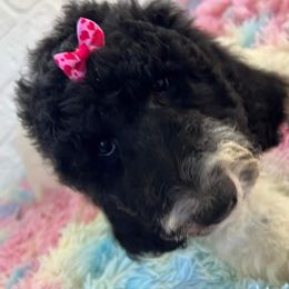 Goldendoodle and Poodle Puppies from Elizabeth Rocha's Doodles