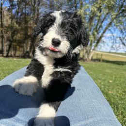 Presley - Black and white female Aussiedoodle puppy in Kensington, Ohio from Hickory Hideaway Doodles