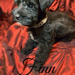 Finn - Black and white male Schnoodle puppy in Kentucky from Mrs Bs Teeny Schnauzers & Doodles