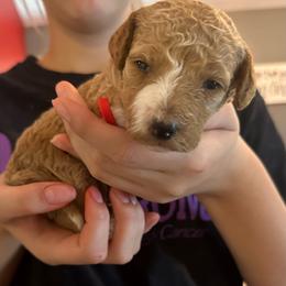 Red collar (Poppy) - Red  female Goldendoodle puppy in Cedar Springs, Michigan from Pecks Oodle Doodles