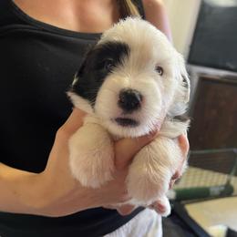 La Croix - Gray and white female Old English Sheepdog puppy in Bristol, Indiana from Ridgeruns OES